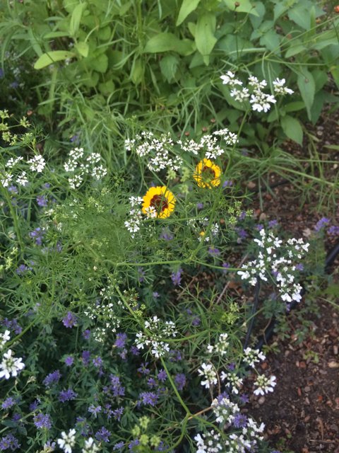 Yellow Daisy with Purple Flowers in Altadena Garden