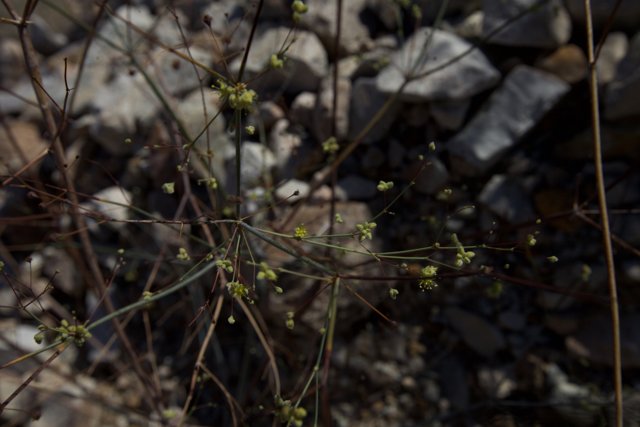 Small Flower Growing in Rocky Terrain