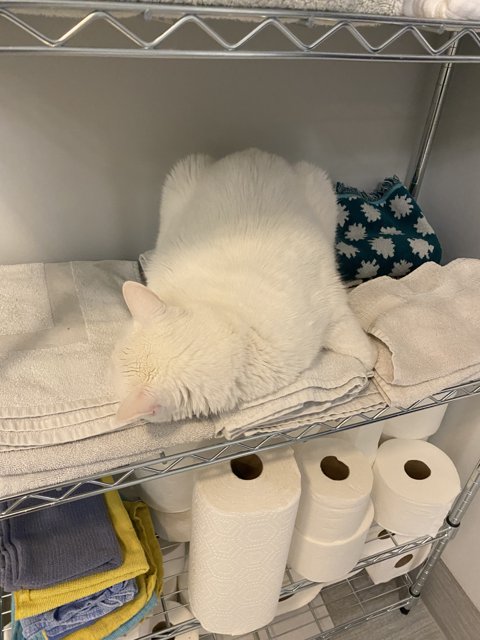Cozy Cat on a Towel Shelf
