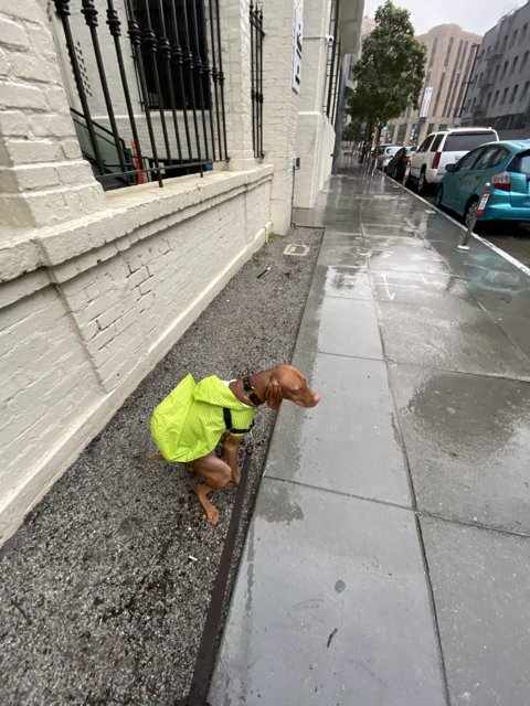 Dog in Safety Vest on City Sidewalk