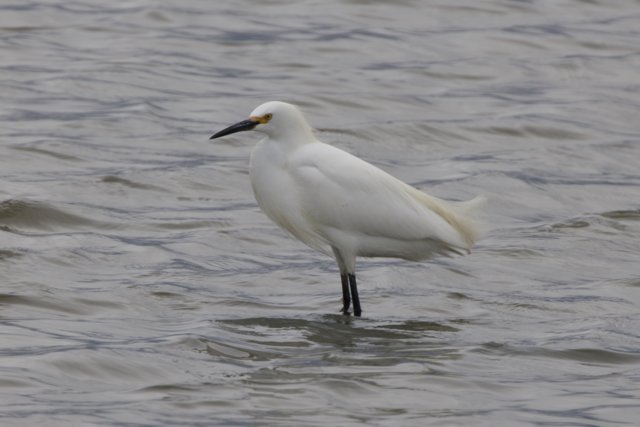 Graceful Presence in San Pablo Bay