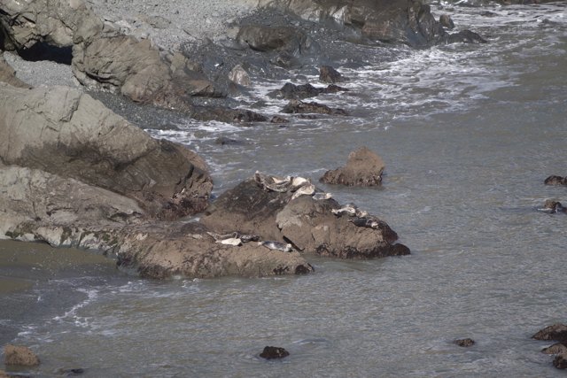 Seagulls on Promontory Rocks