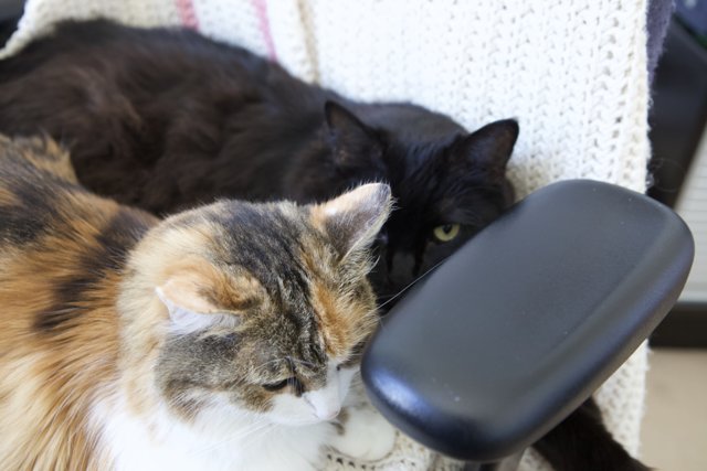 Feline Comfort on the Cushion Chair
