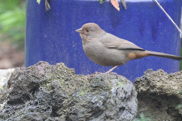Gray Songbird Perched on Textured Rock Formation