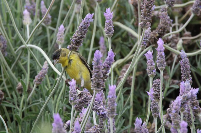 Yellow Finch Perched Among Purple Lavender Blooms