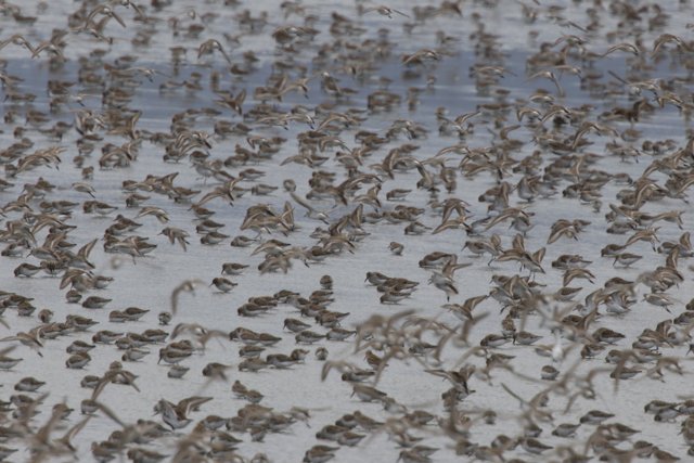Dance of the Avian Flock