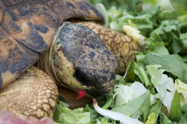Feast Fit for a Tortoise
