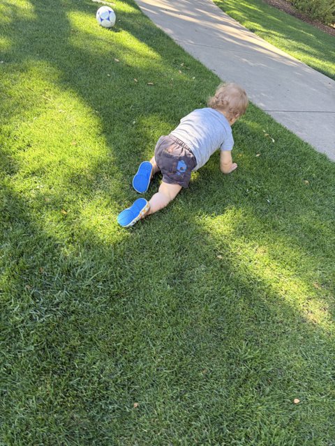 Little Explorer on the Move