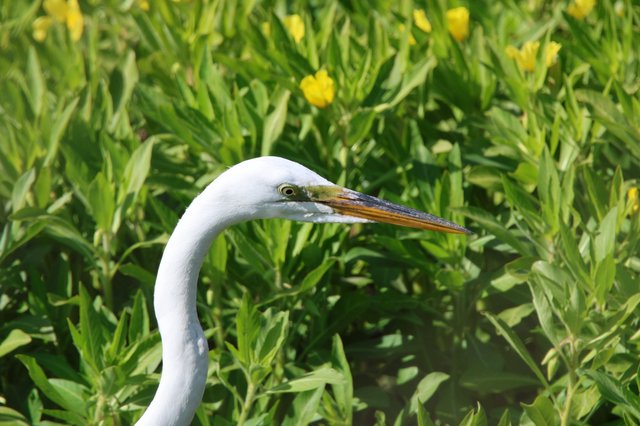 Great Egret in Spring Wetland Meadow
