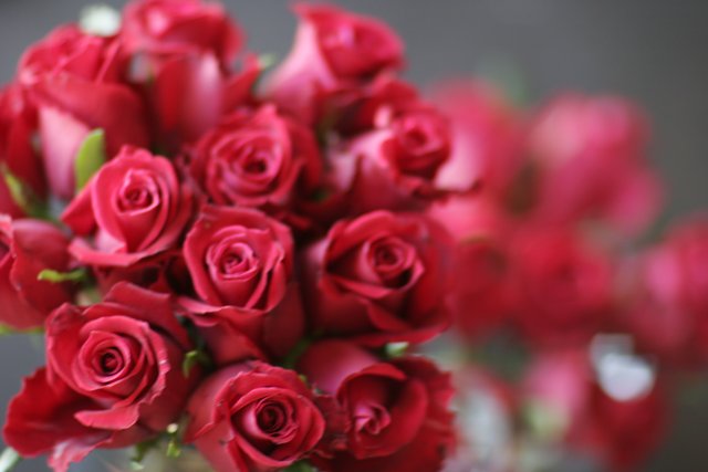 A Bouquet of 10 Red Roses
