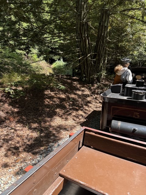 Journey Through the Redwoods