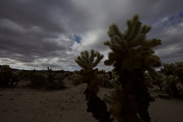 Desert Cactus Under a Cloudy Sky