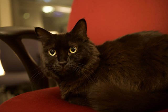 A Black Cat on a Red Throne