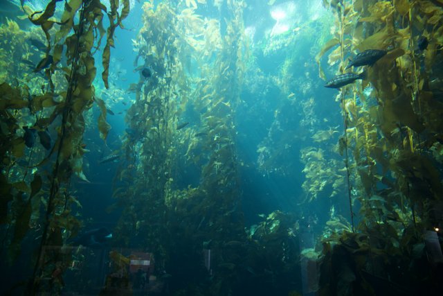 Underwater Symphony at Monterey Bay Aquarium