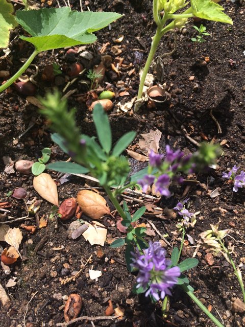 Purple Blossom in Earthen Soil