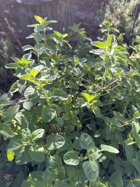 Minty Marvels in the August Sunshine