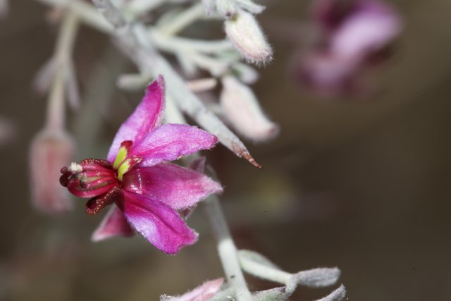 Pink Geranium Bloom