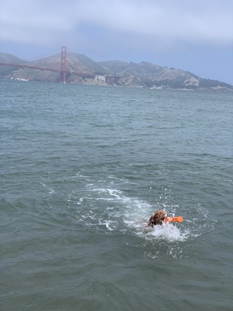 Dog days by the Golden Gate