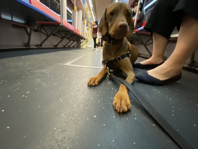 Subway Ride Companion