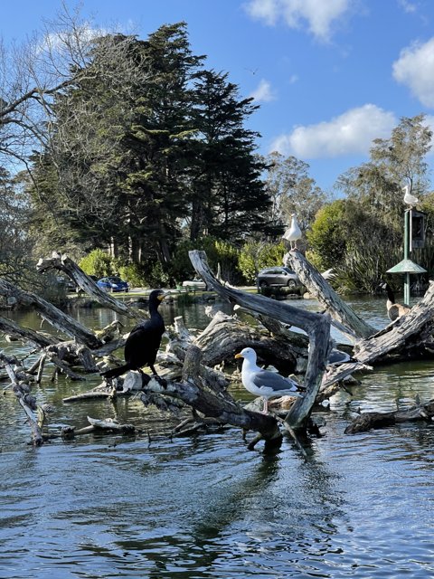 Flock of Birds on a Tree Branch at Stow Lake