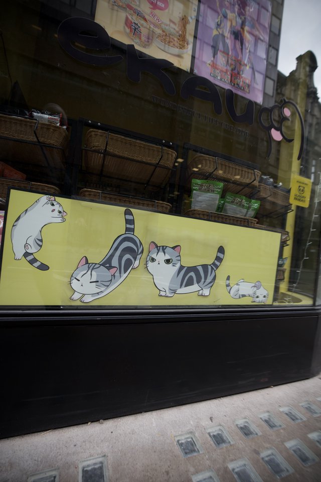 Cat Café Window Display in London Storefront