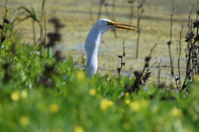 Great Egret Hunting at Water's Edge
