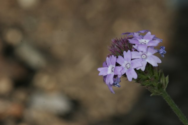 Purple Geranium Flower with White Dots
