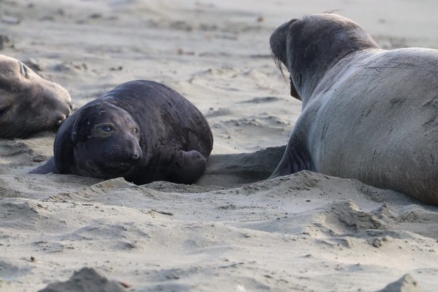 Elephant Seal Pups Resting on Drakes Beach