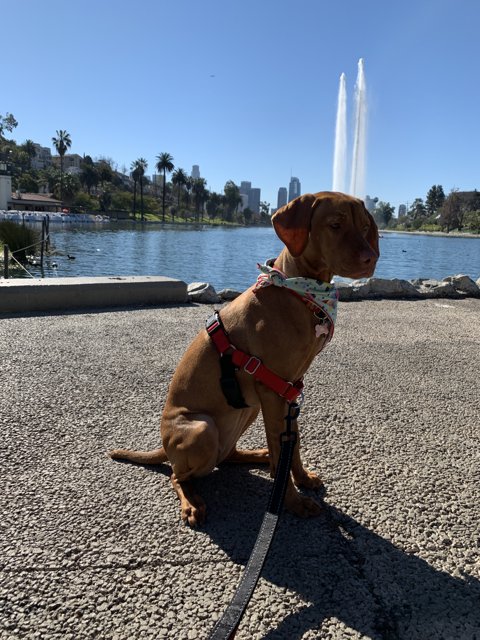 Serene Dog by the Fountain