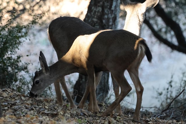 Morning Graze in Carmel Valley