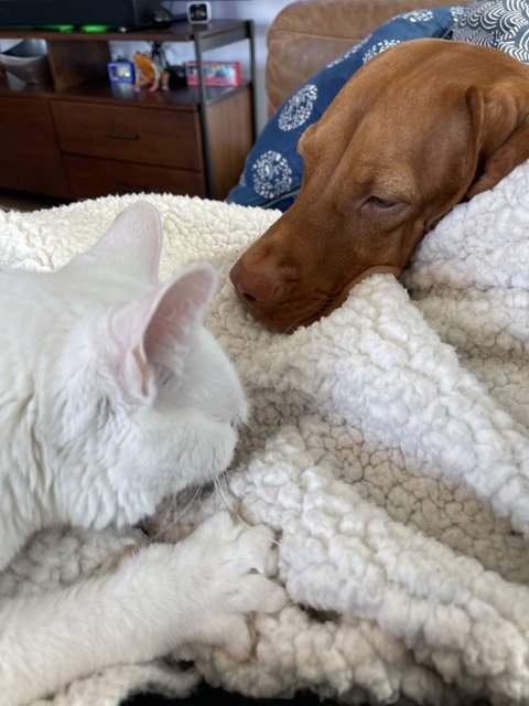 Cozy Companions on the Blanket