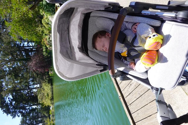 Peaceful Baby Nap by Garden Lake