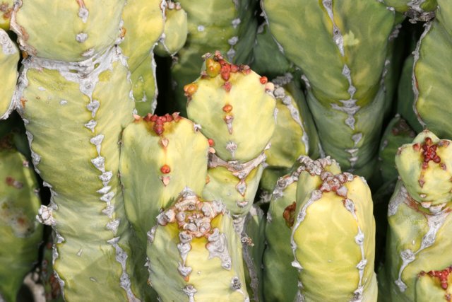 Vibrant Cactus Leaves