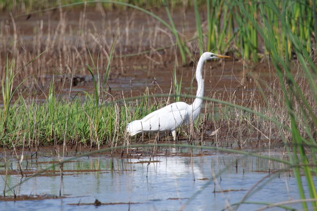 Great Egret Foraging in Yolo Bypass Wetlands