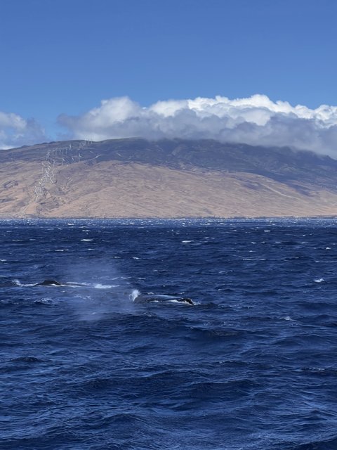 Majestic Whale Amongst the Hawaiian Mountains
