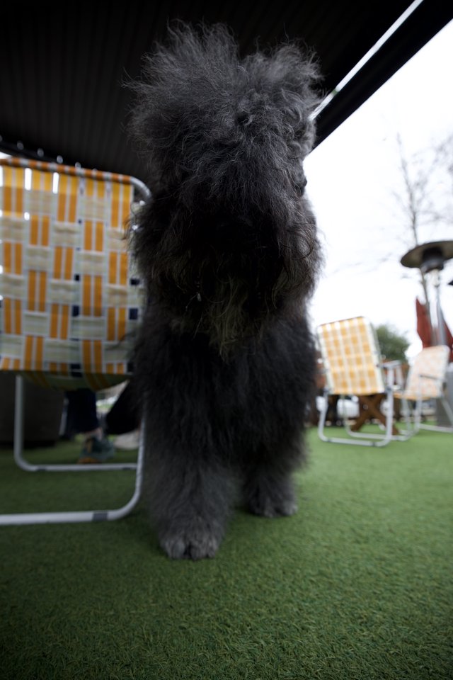 Fluffy Black Poodle on Rooftop Terrace