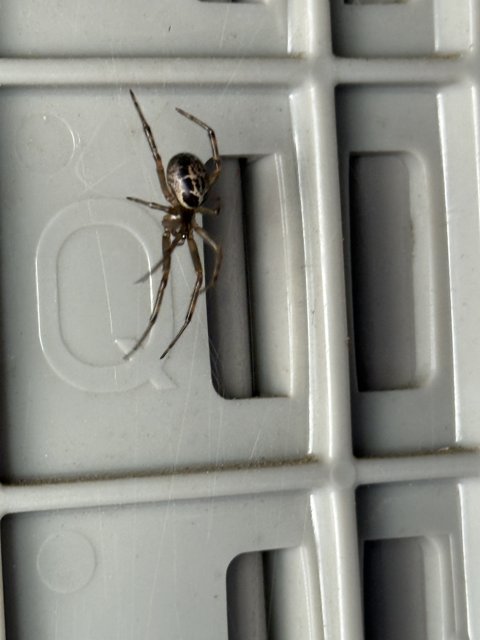 Arachnid Acrobatics