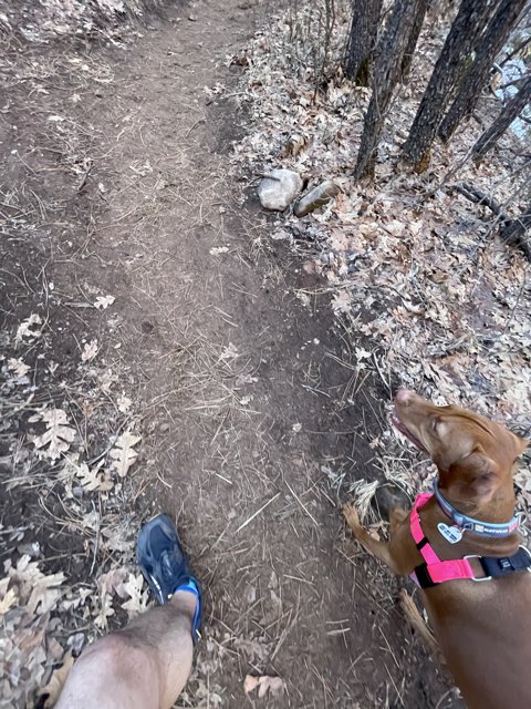 Pink-Harnessed Pup on the Arizona Trail