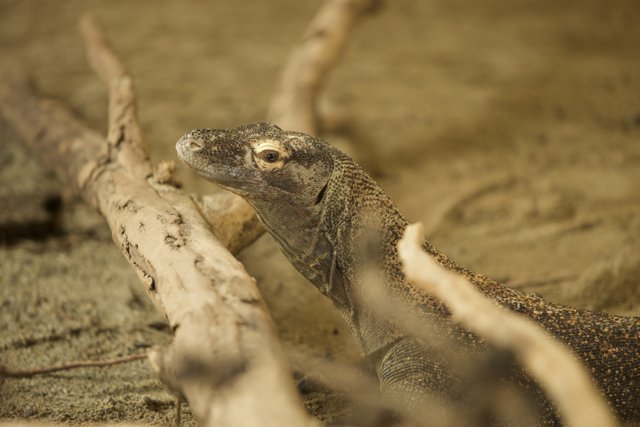 Beholding the Behemoth: An Encounter with a Monitor Lizard