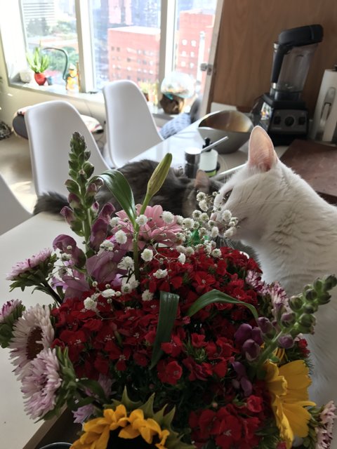 White Cat and Flower Bouquet