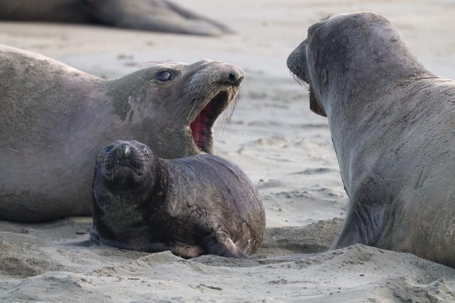 Elephant Seal Pup with Protective Adults at Drakes Beach