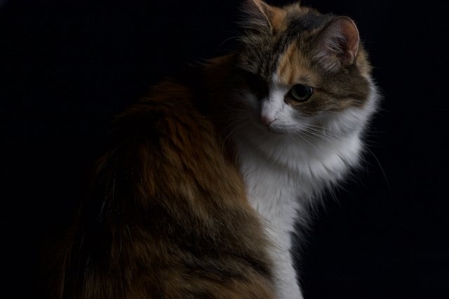 Calico Cat in the Dark