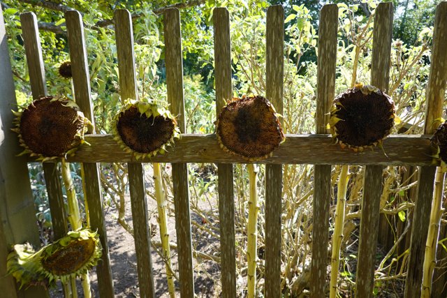 Nature's Fence: Sunflowers on a Wooden Fence