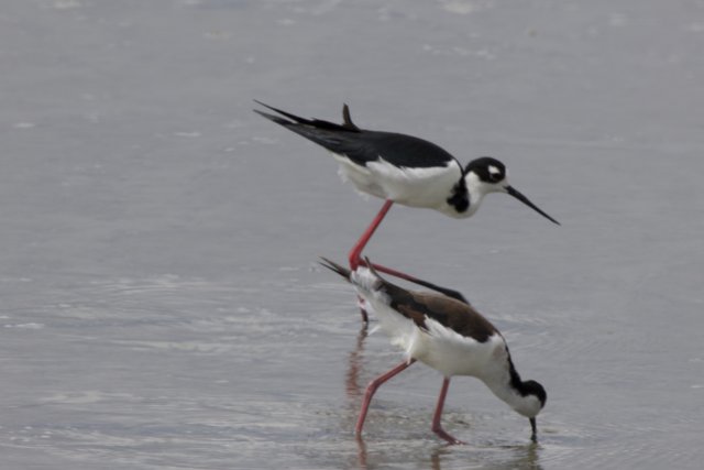 Graceful Waders