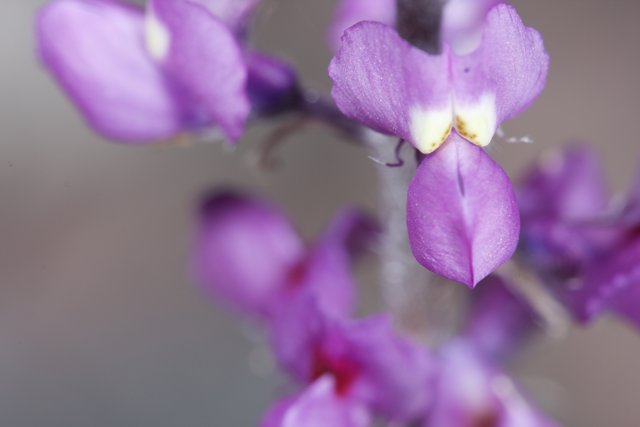 Purple Orchid Close Up