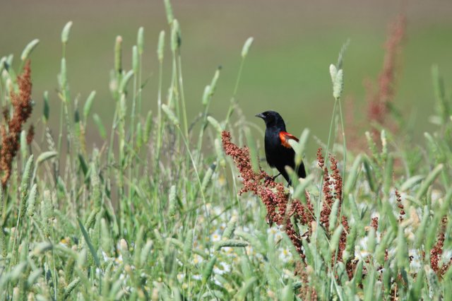 Red-winged Blackbird Perched Among Wetland Grasses