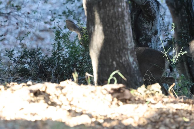 Silent Observers of the Woodland