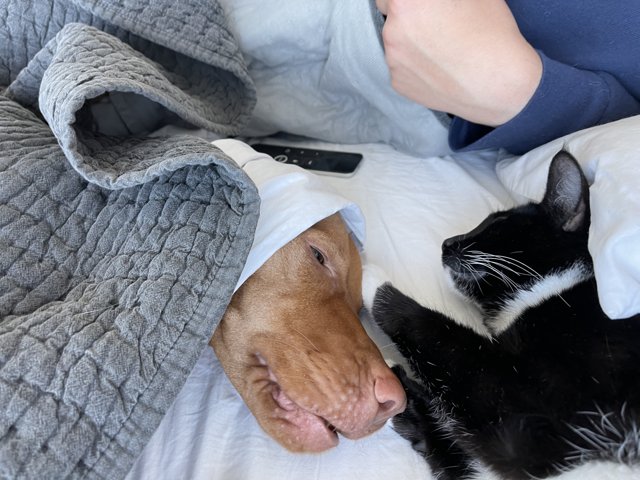 Cozy Naptime with Furry Friends