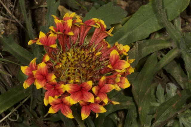 Vibrant Red and Yellow Flower