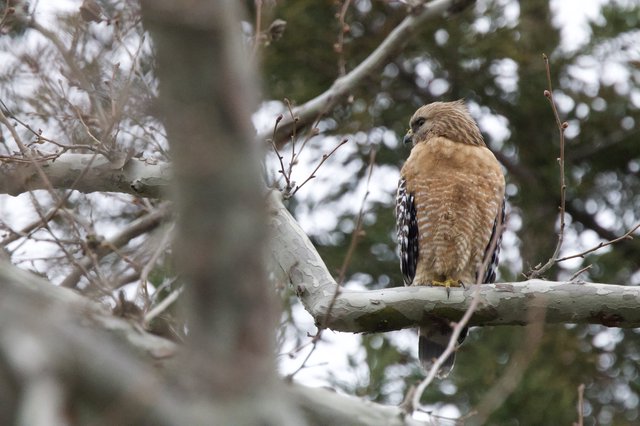 Red-shouldered Hawk Perched in Winter Trees